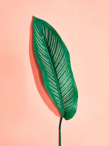 Bright green leaf with intricate veining on a soft pink backdrop, showcasing nature's beauty. HD phone wallpaper