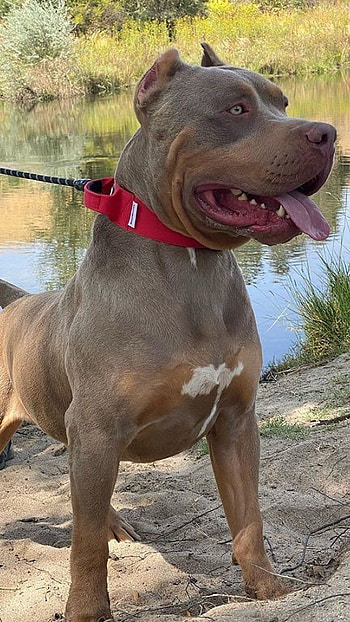 Pitbull Dog, Golden, Dog HD phone wallpaper