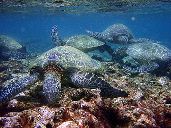 Animals, Turtles HD wallpaper