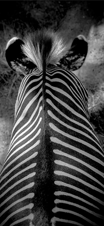 Black and white beauty, Iconic mammal HD phone wallpaper