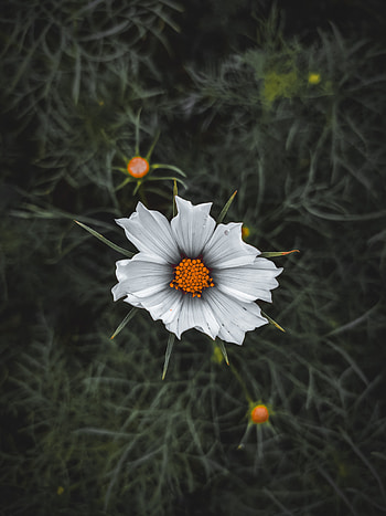 White Flower, agriculture, herbaceous plant HD phone wallpaper