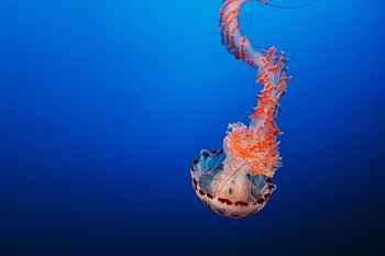 Animals, Jellyfish, Usa, United States, Underwater World, Tentacles, Monterey HD wallpaper