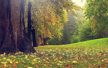 Lovely Nature, nature, trees HD wallpaper