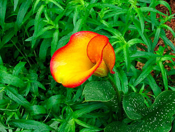 Beautiful Flower, colors, beautiful, , flower HD wallpaper