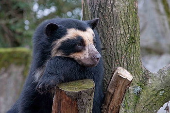 Animals, Wood, Tree, Bear, Sadness, Sorrow, Spectacled Bear HD wallpaper