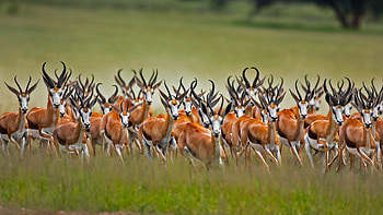 30 antelope , Diverse species, African savannah, Nature's marvel HD wallpaper