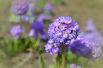 Flowers, Macro, Petals, Bud, Blur, Smooth HD wallpaper