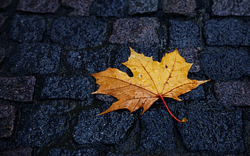 Brown maple leaf, Macro shot, Rainy pavements, Wet street HD wallpaper