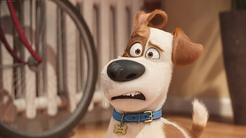 Max The Secret Life Of Pets, the-secret-life-of-pets, movies, animated-movies, cartoons HD wallpaper