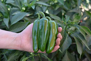 Mixteco jalapeno pepper, Heirloom chili, Bold flavors, Indigenous variety HD wallpaper