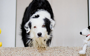 Dog, toy, mascot, bear HD wallpaper