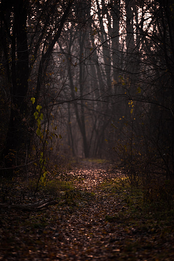 Nature, Autumn, Forest, Fog, Branches, Path, Foliage HD phone wallpaper