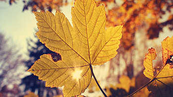 Gold Leaf, Autumn , Magic of fall HD wallpaper