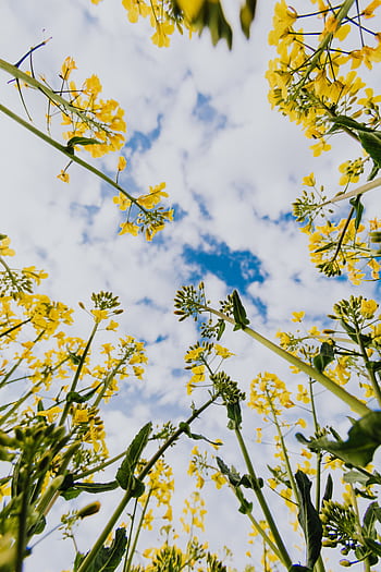 A beautiful view from below of yellow wildflowers against a bright blue sky with clouds. HD phone wallpaper