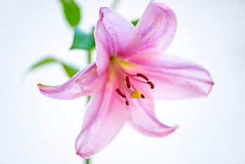 A detailed close-up of a pink lily flower showcasing its vibrant petals and stamen. HD wallpaper