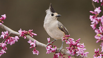 Animals, Birds HD wallpaper