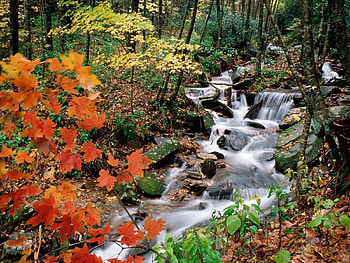 Nature, Autumn, Leaves, Forest, Maple, Creek, Brook HD wallpaper
