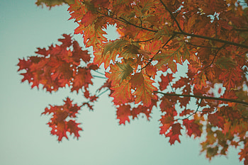 Nature, Autumn, Leaves, Branches, Maple HD wallpaper