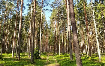 Forest Path, Latvia, nature, forest, path HD wallpaper