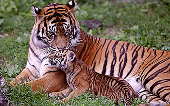 tigeress and her cub, grass, cat, tiger, cub HD wallpaper
