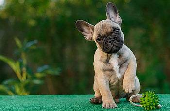 French Bull Dog , french-bull-dog, bull-dog, dogs, animals HD wallpaper
