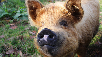 Cute pink snouts, Pig nose , Adorable farm animals, Pig-themed HD wallpaper