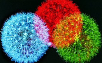 feather fireworks, colorful, feathers, works, fire HD wallpaper