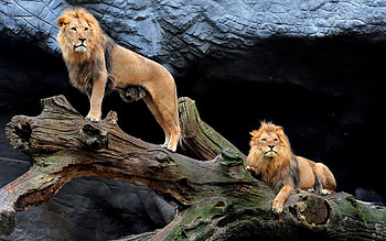 Animals, Lions, Wood, Sit, Couple, Pair, Tree HD wallpaper