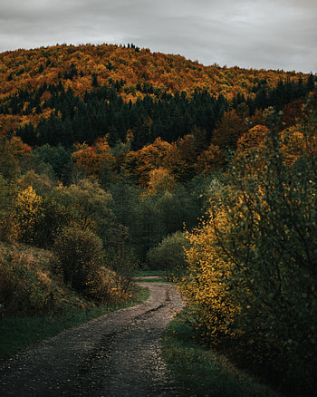 Nature, Autumn, Road, Forest, Hill HD phone wallpaper