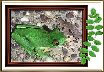 FRAMED FROGS, FROG, NATURE, FRAMED HD wallpaper