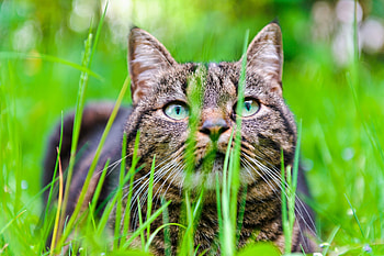 Animals, Grass, Cat, Muzzle, Sight, Opinion HD wallpaper