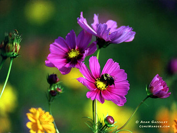 Flowers at forest, pink, nature, yellow, flower HD wallpaper