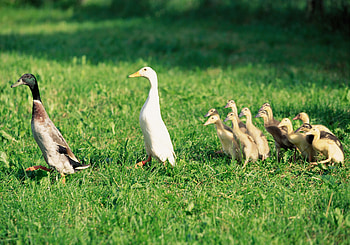 Animals, Birds, Ducks, Family, Farm, Economy, Ducklings HD wallpaper