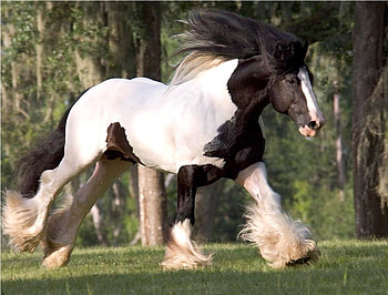 Horse, animal, stallion, cavalo, powerful HD wallpaper