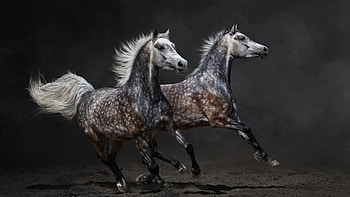 Horse, Dark background HD wallpaper