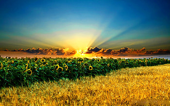 BEAUTIFUL NATURE, sunshine, sunflowers, field, clouds, garden, sunbeams, flowers, sun HD wallpaper