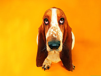 Basset Hound, view from the top, dog, yellow, face, orange, caine HD wallpaper