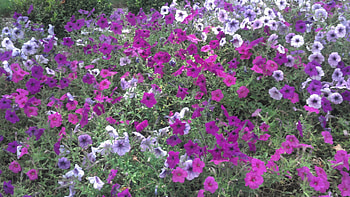 Pink & Purple Flowers, white, white flower, red flowers, purple, purple flowers, purple flower, pretty bed of flowers, red, pink and purple flowers, pretty flowers, red flower, white flowers HD wallpaper