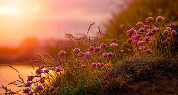 A beautiful scene of wildflowers blooming at sunset with a warm, golden glow. HD wallpaper