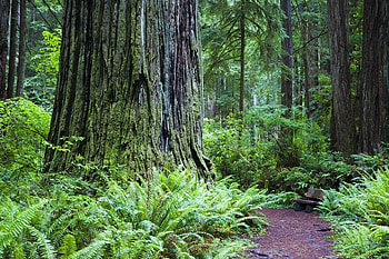 Praiire Creek Redwood State Park, prairie, creek, state, redwood, park HD wallpaper