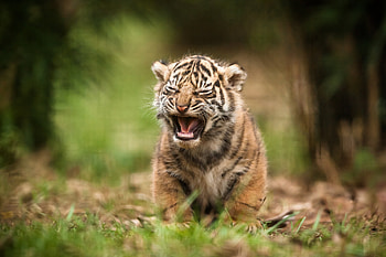 Animals, Young, Blur, Smooth, Tiger, Joey, Scream, Cry HD wallpaper