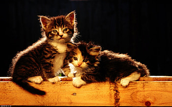 Kittens, animal, kitten, cute, cat HD wallpaper