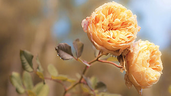 Flowers, Bright, Bud, Stem, Stalk HD wallpaper