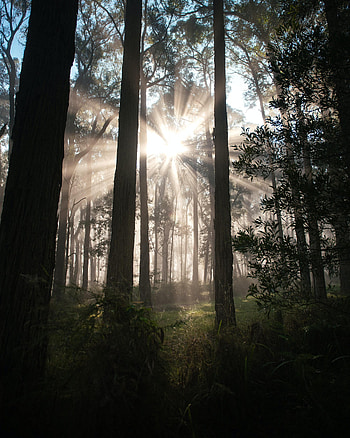 Nature, Trees, Grass, Sun, Beams, Rays, Forest HD phone wallpaper