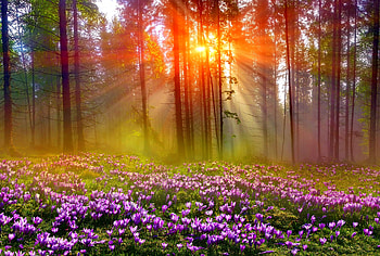 Autumn crocuses, sunshine, rays, sunlight, glow, fall, meadow, beautiful, wildflowers, mist, autumn, flowers, crocuses, forest HD wallpaper