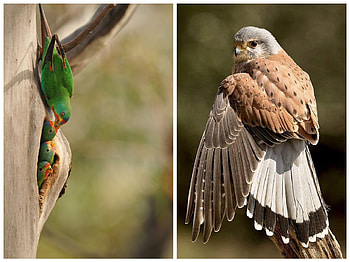 BIRD COLLAGE, NATURE, COLLAGE, , BIRD HD wallpaper
