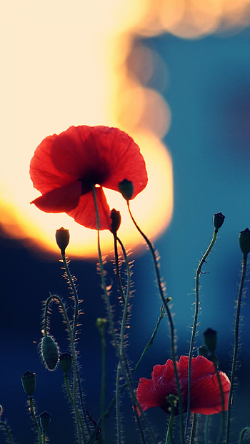 Captivating poppy , Vibrant floral display, Scenic beauty, Nature's charm HD phone wallpaper