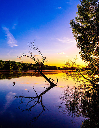 Nature, Twilight, Lake, Reflection, Branch, Dusk HD phone wallpaper