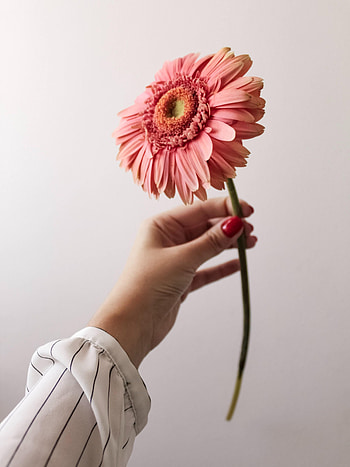 Flowers, Pink, Flower, Hand HD phone wallpaper