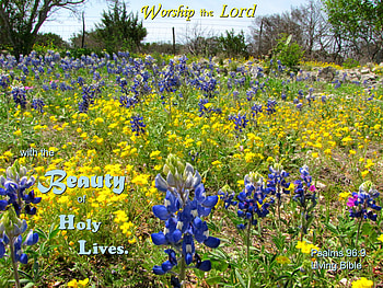 Worship with Holy Lives, wildflowers, Bluebonnets, flowers, Bible HD wallpaper